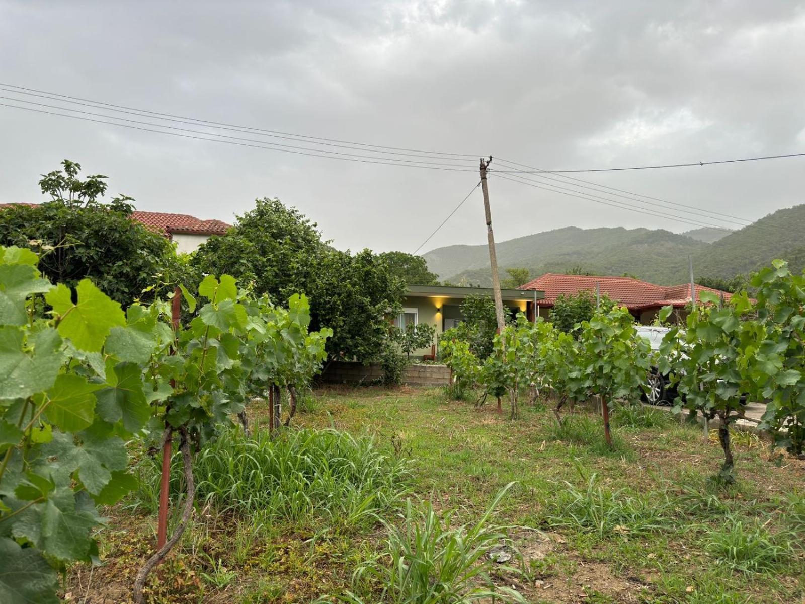 Green House Permet Exterior photo