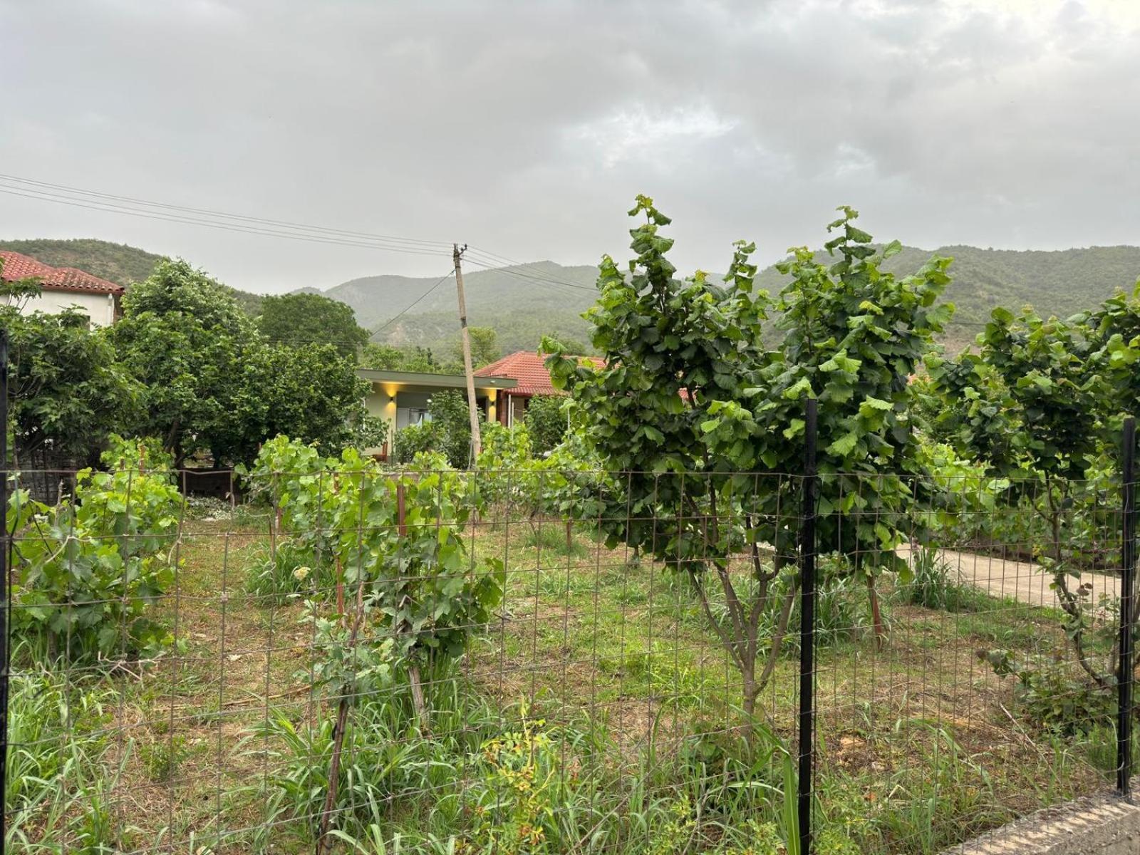 Green House Permet Exterior photo